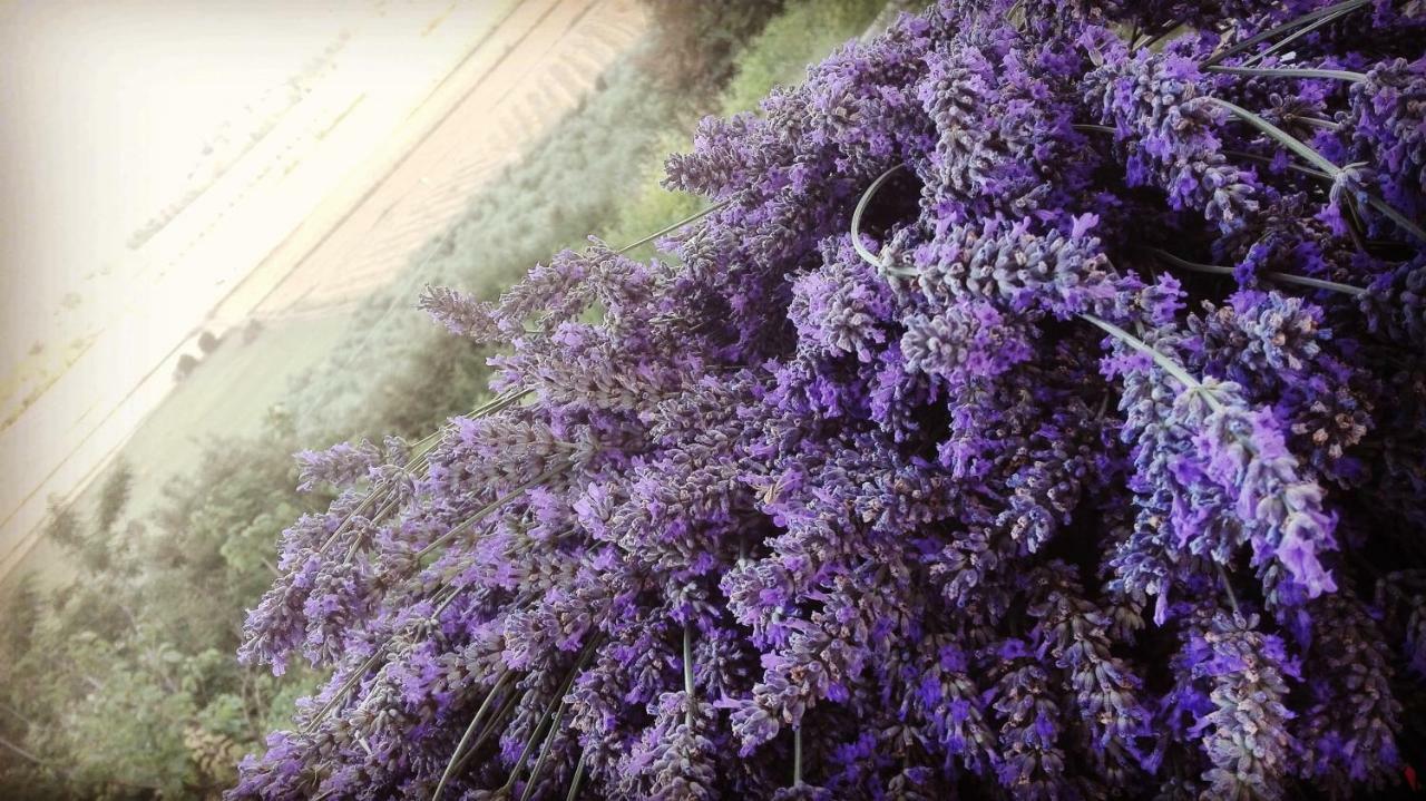 Sonnellino In Maremma Villa Massa Marittima Ngoại thất bức ảnh